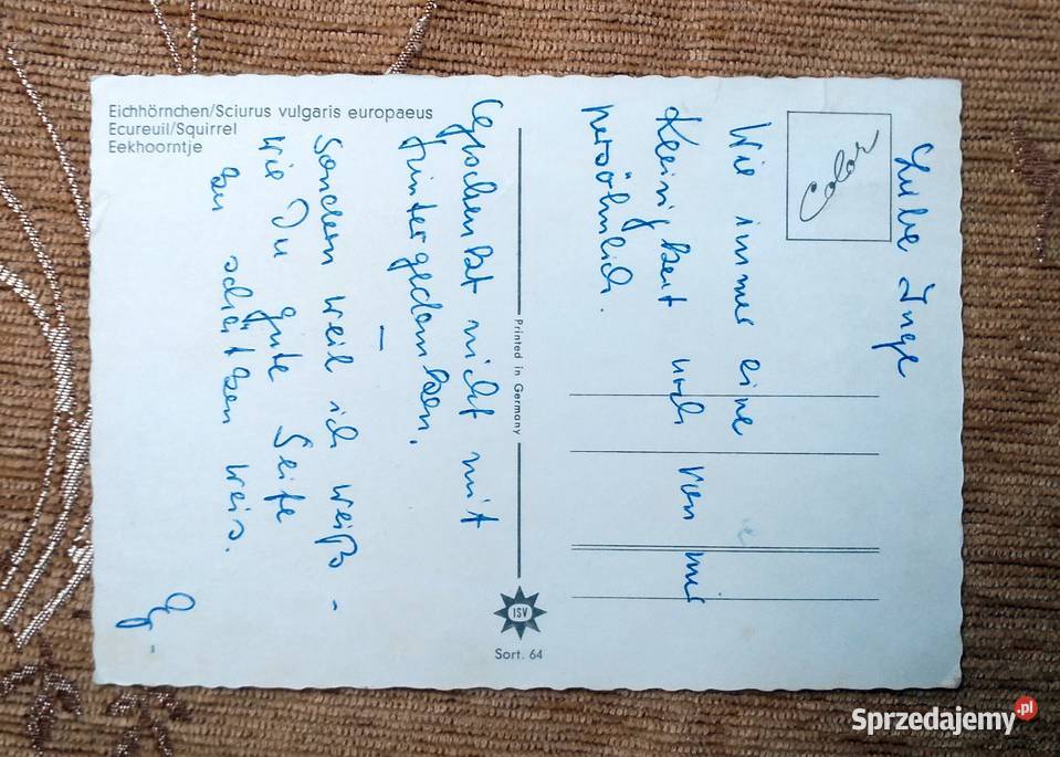 WYSTAJĄCA GŁOWA WIEWIÓRKI Z DZIUPLI PNIA DRZEWA Piszczac