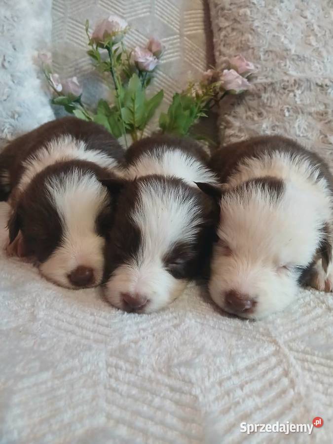Border collie czekoladowo białe Toruń