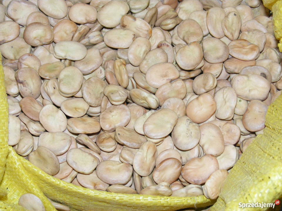 Nasiona bobu BIZON i BACHUS