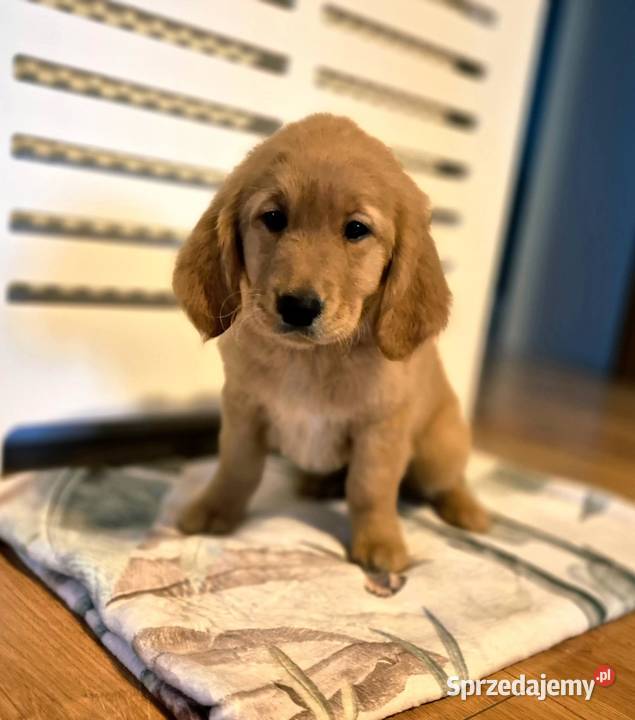 Golden Retriwer Suczka Bolesław