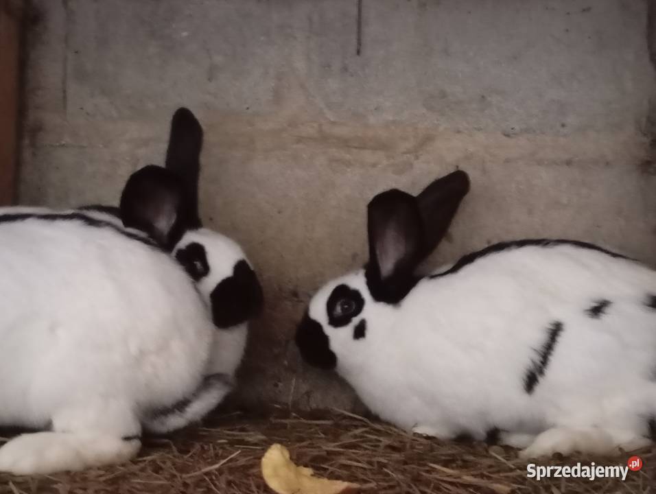 Króliki Srokacze Pokrzywnica