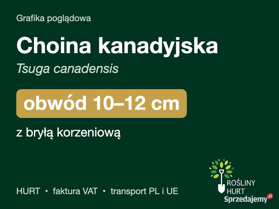 Choina kanadyjska Tsuga canadensis obwód 1012 z wielkopolskie