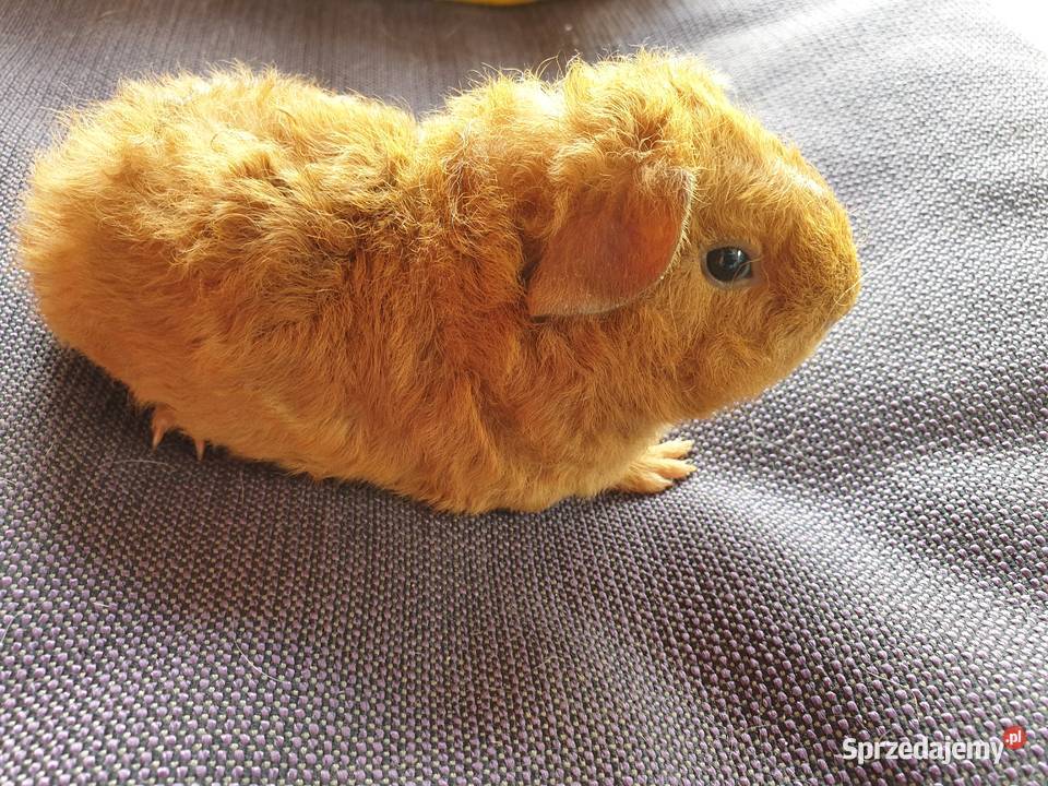 Świnka morska us teddy Puszczykowo sprzedam