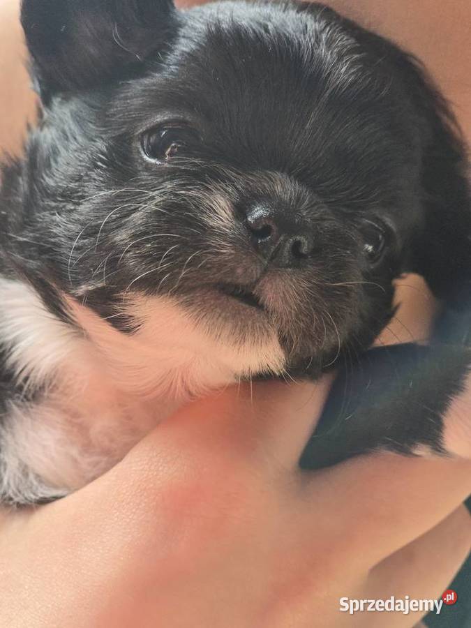 Chihuahua Czarna Maleńka Sunia Bielsko-Biała