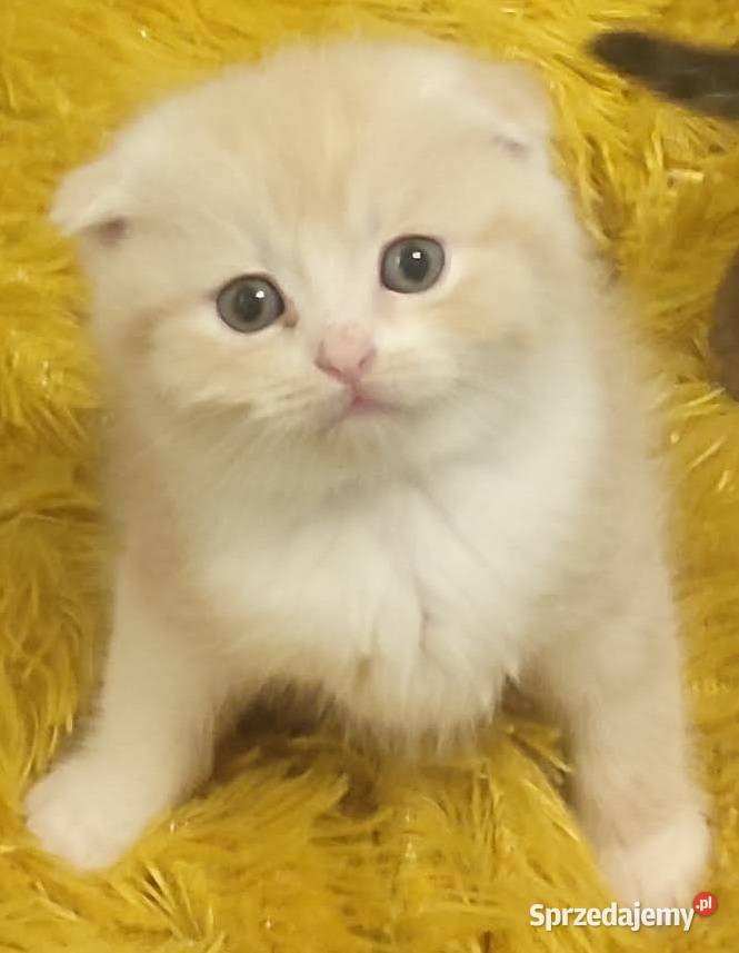 Kocięta, kotki brytyjskie/perskie Jaktorów Sprzedajemy.pl