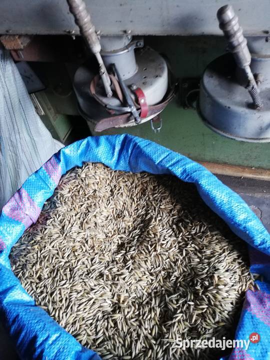 Sprzedam nasiona owsa i wyki Zboża