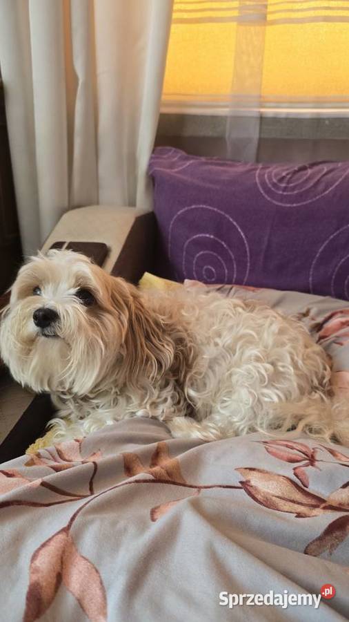 Morkie York Maltańczyk Suczki i Pieski Siewierz