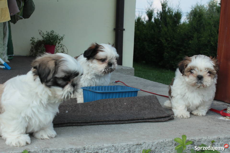 Szczeniaki Shih Tzu Rudzica