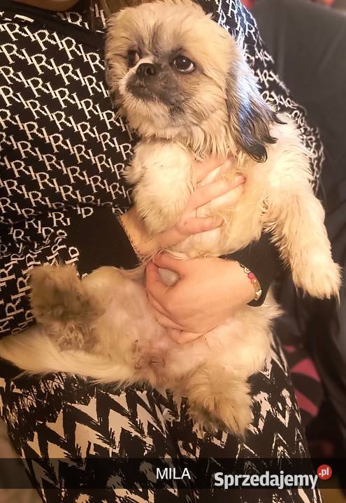 Pieski shih tzu Gostyń