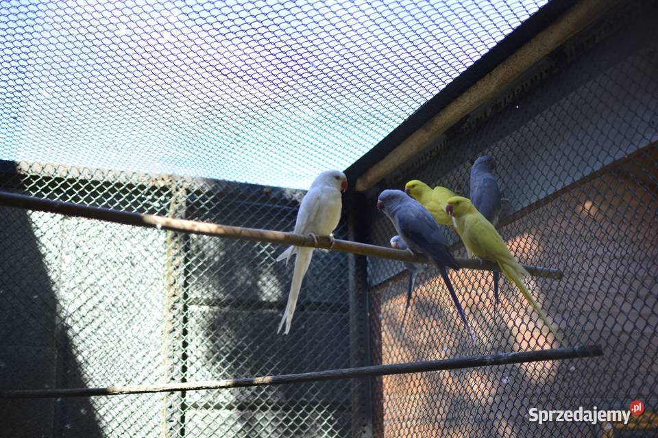 Aleksandreta obrożna samiec podkarpackie