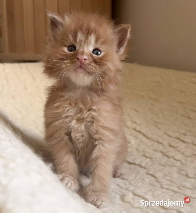 Maine Coon importach Wińsko