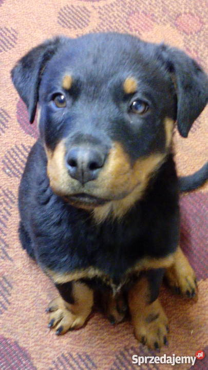 Trzymiesięczna suczka rasy rottweiler Hebdów sprzedam