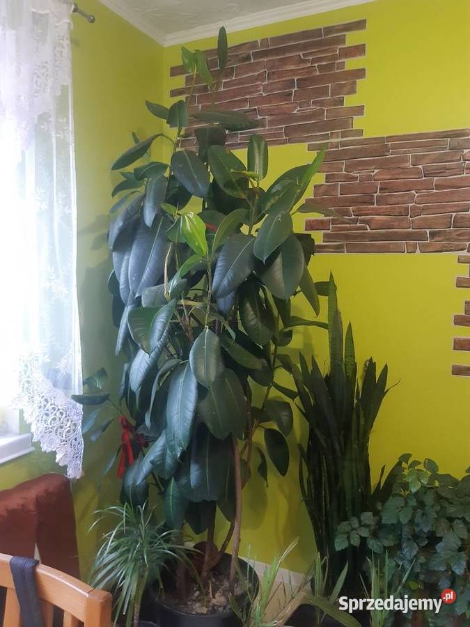 Fikus elastica Robusta 230 zielony łódzkie