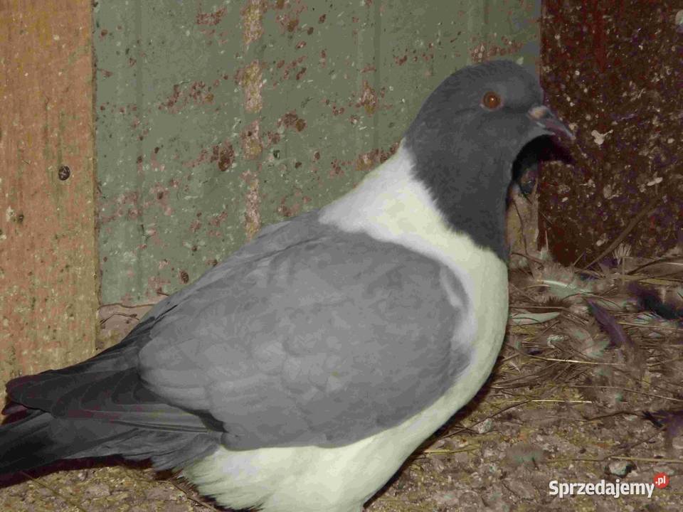 sprzedam gołebie Podborze sprzedam