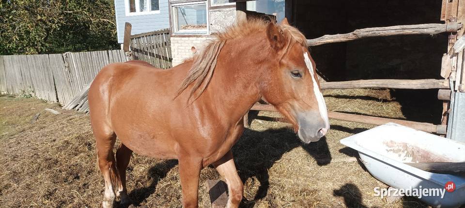 Clacz źrebię zimnokrwiste lubelskie Węgliska