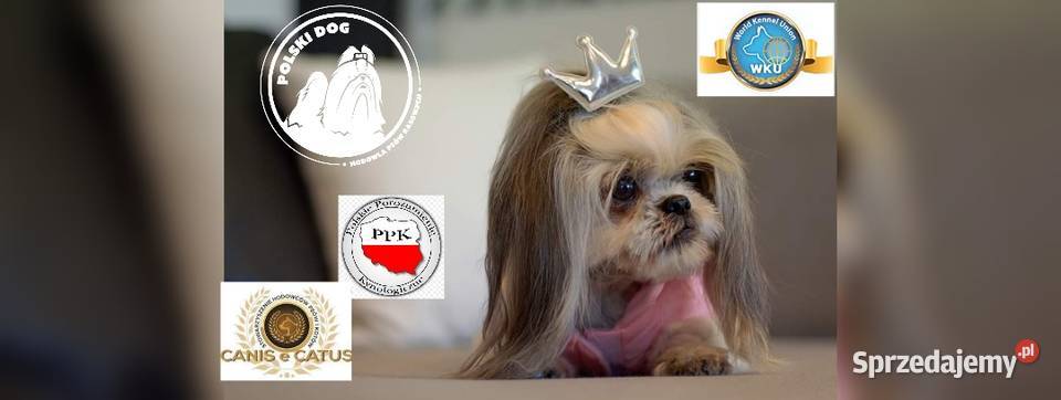 ShihTzu z IV pokoleniowym rodowodem DNA Polski Kozy