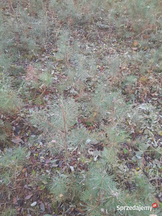 SADZONKI SOSNY Słupca