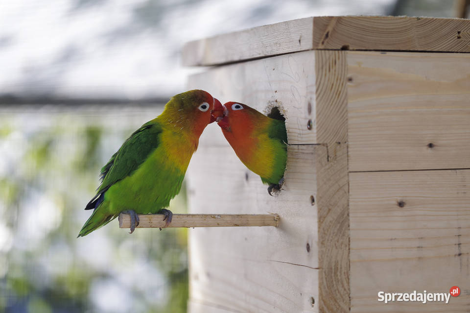Papuga Nierozłączka Mochy