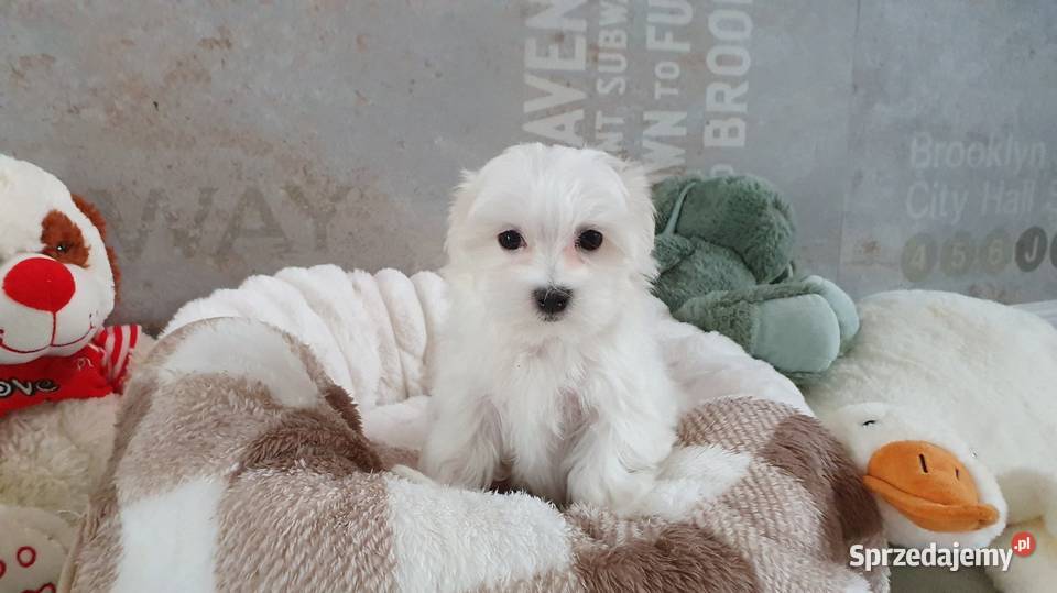 Maltańczyk sunia WIKA gotowa do odbioru sprzedam