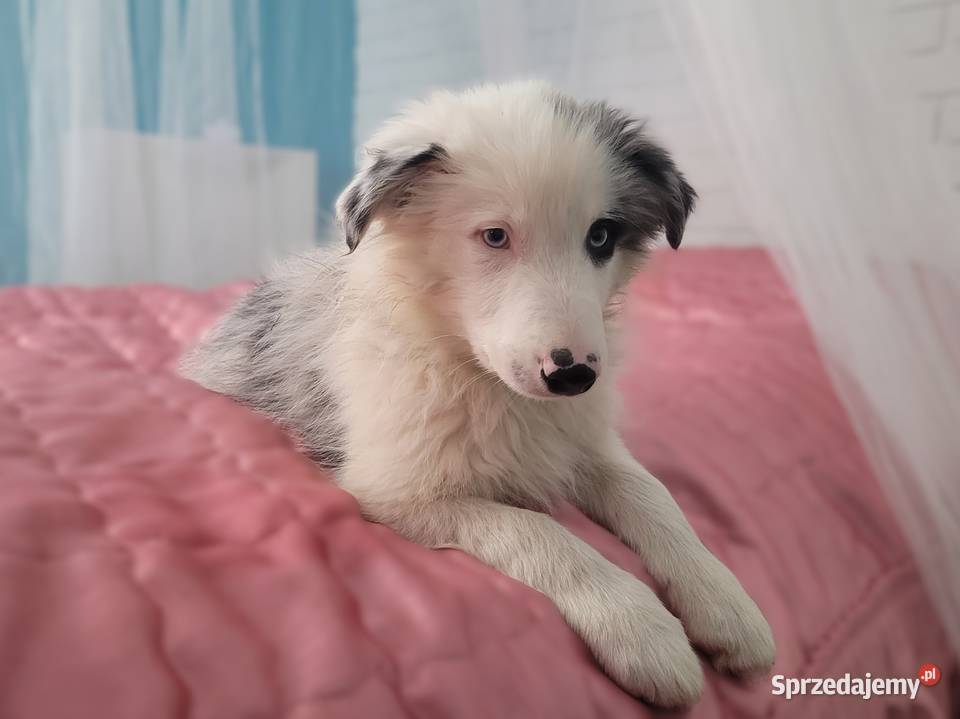 szczeniak pies BORDER COLLIE Blue Merle Skołyszyn