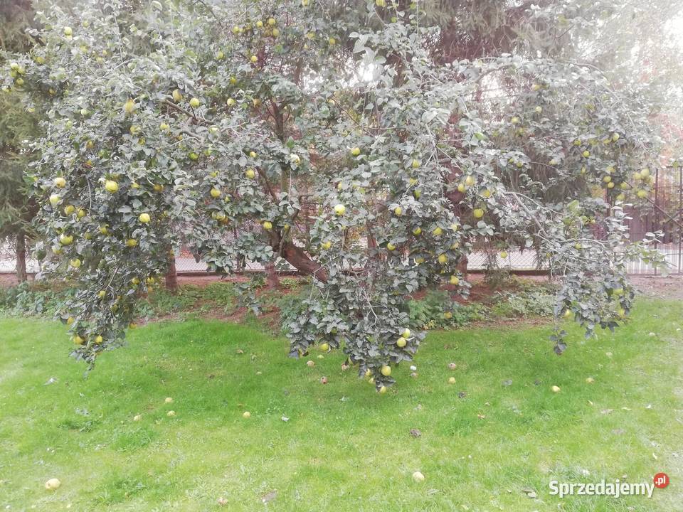Pigwa Marcinowice