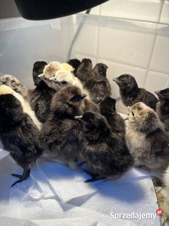 Sprzedam ayam cemani i siki USA Poznań