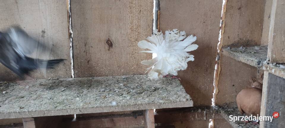 Sprzedam gołębie ozdobne lubelskie Tokarówka sprzedam