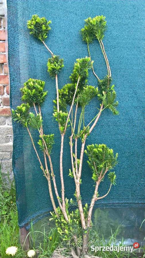 Cis Formowany Bonsai Rośliny Mszczonów