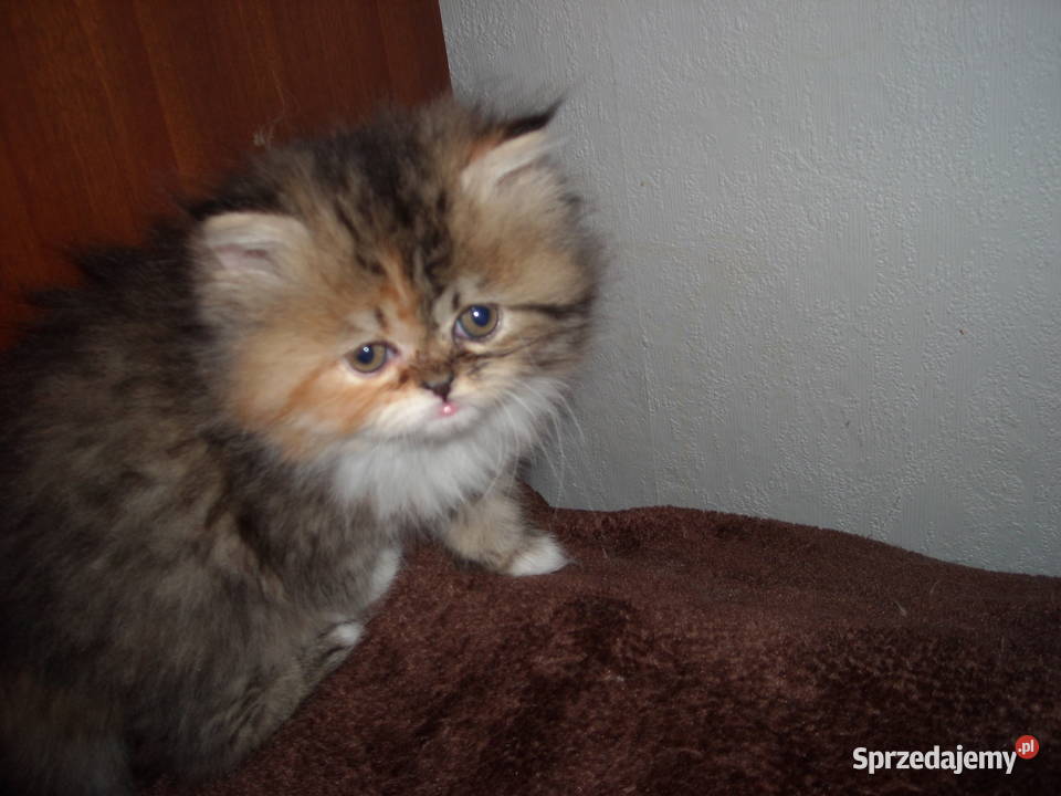 Kocieta perskieszynszylowe Warszawa