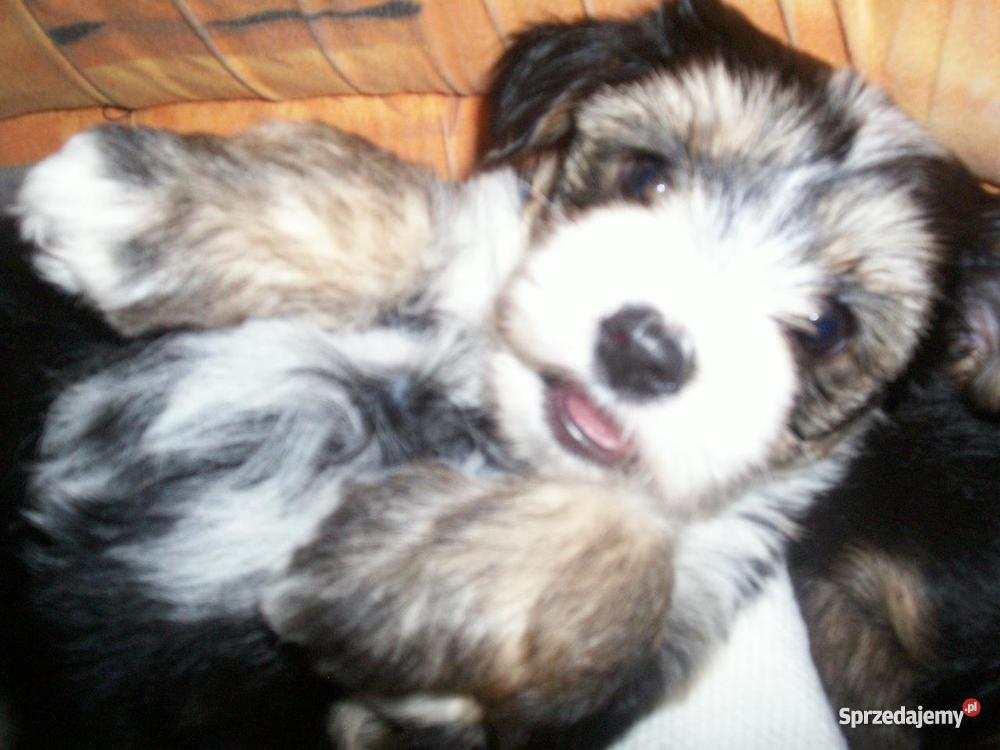 Biewer Yorkshire a la PomPon suczki kujawsko-pomorskie Inowrocław