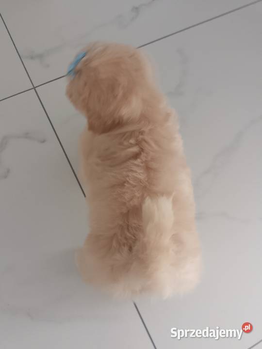 Ostatni piesek rasy ShihTzu szuka domku