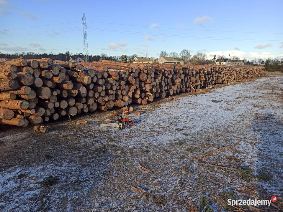 Drewno opałowe sosna Lucynowo