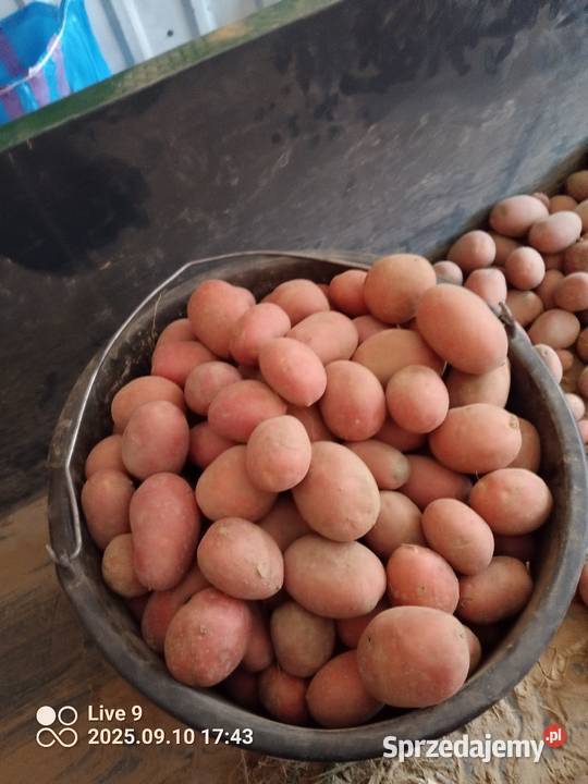 Ziemniaki czerwone sadzeniaki Gorajec-Stara Wieś