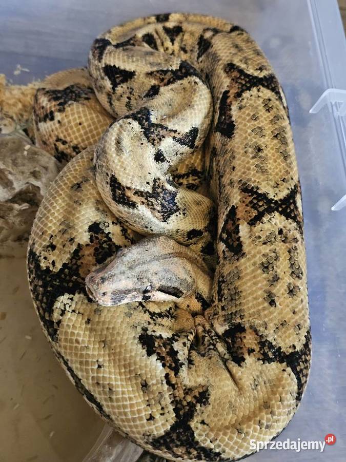 Wąż Boa Constrictor Costa Rica Samiec duży dolnośląskie Wrocław sprzedam