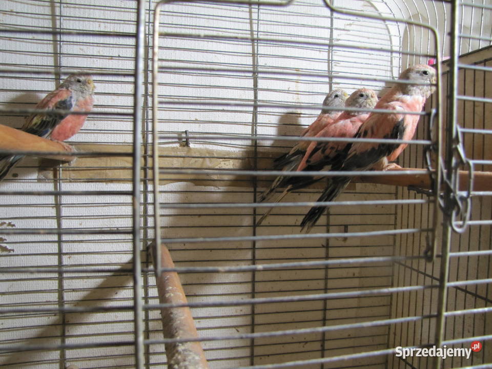 Lilianki kujawsko-pomorskie Toruń sprzedam