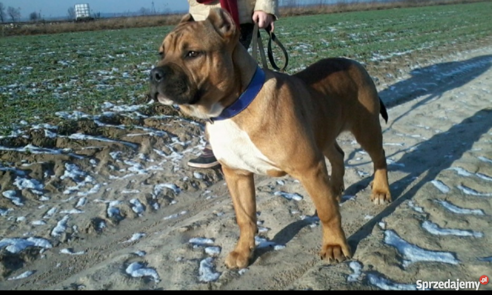 Piękny szczeniak rasy Amstaff mazowieckie Kaleń Drugi