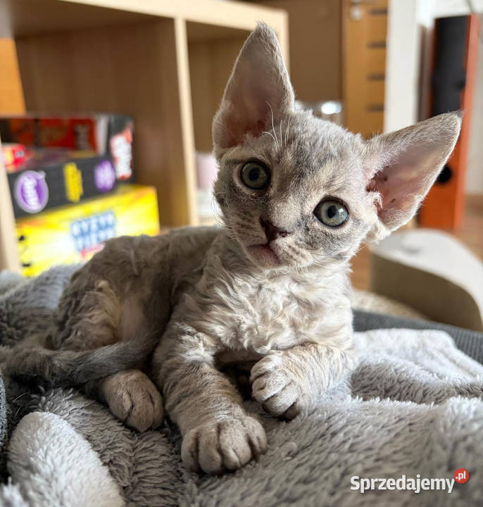 Kotka Devon Rex Queenie niebieska pręgowana FIFe