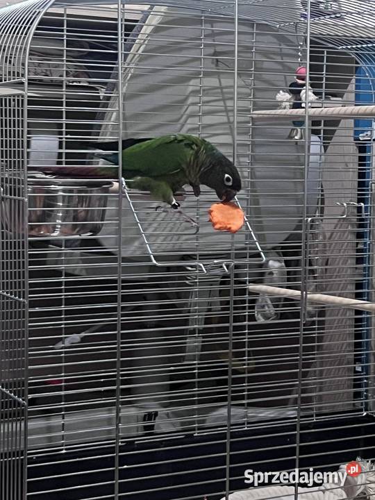 Sprzedam oswojona rudosterke sprzedam