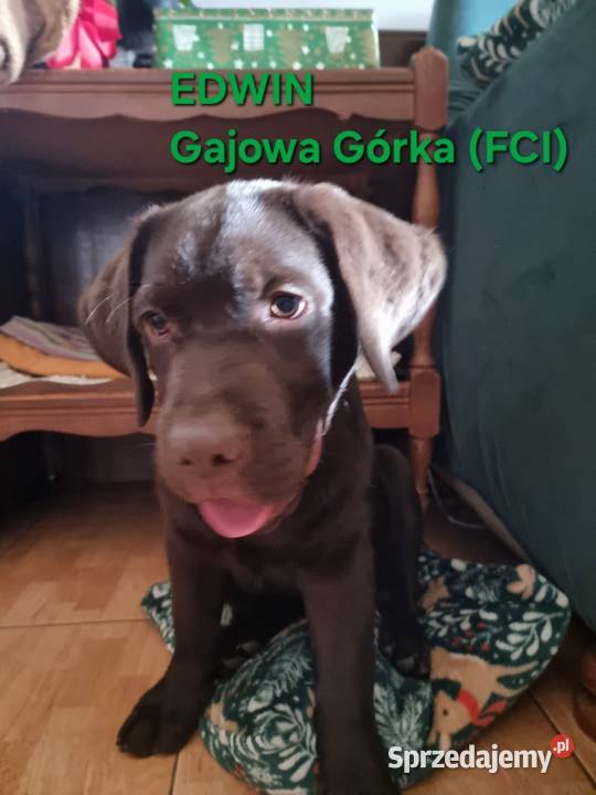 Szczęnieta Labrador Retriever FCI ZkwP oWrocław Labrador