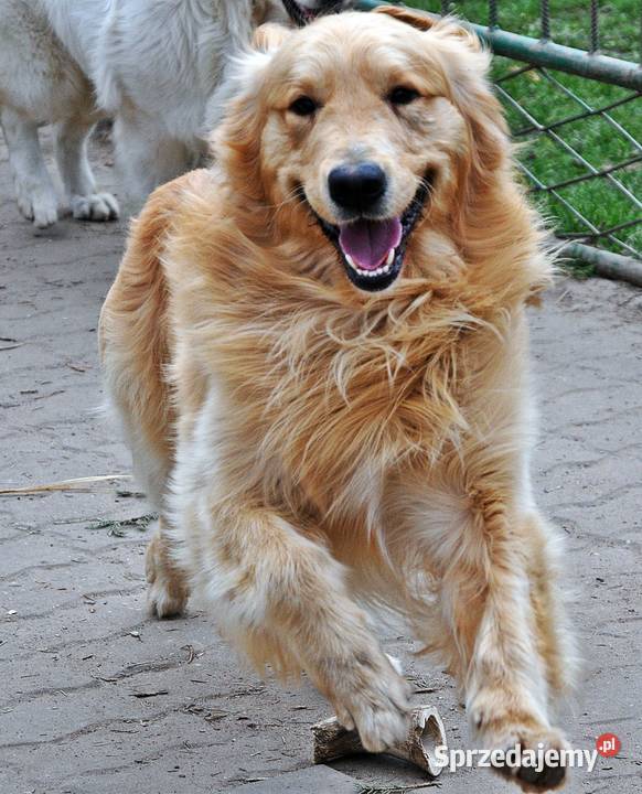 Golden retriever reproduktor krycie mazowieckie Przysucha