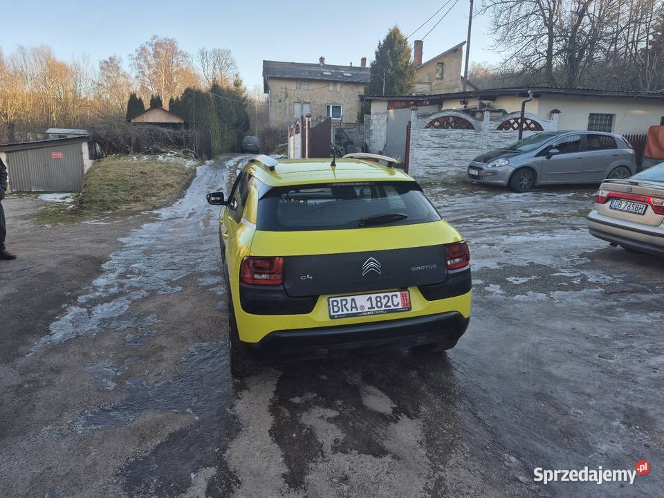 C4 cactus dolnośląskie Wałbrzych