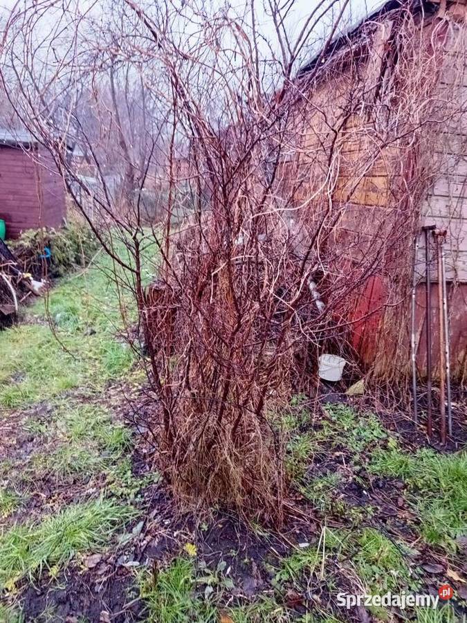 Sprzedam działkę ROD Kalina Zawilcowa z domkiem Lublin