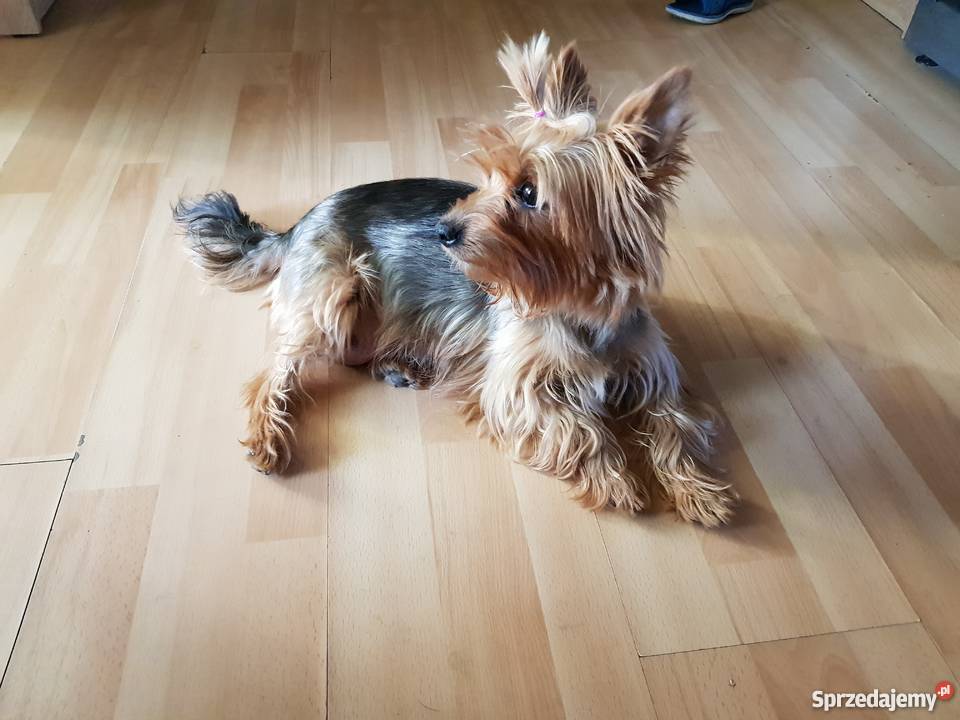 Yorkshire terrier szczeniaki York wielkopolskie sprzedam