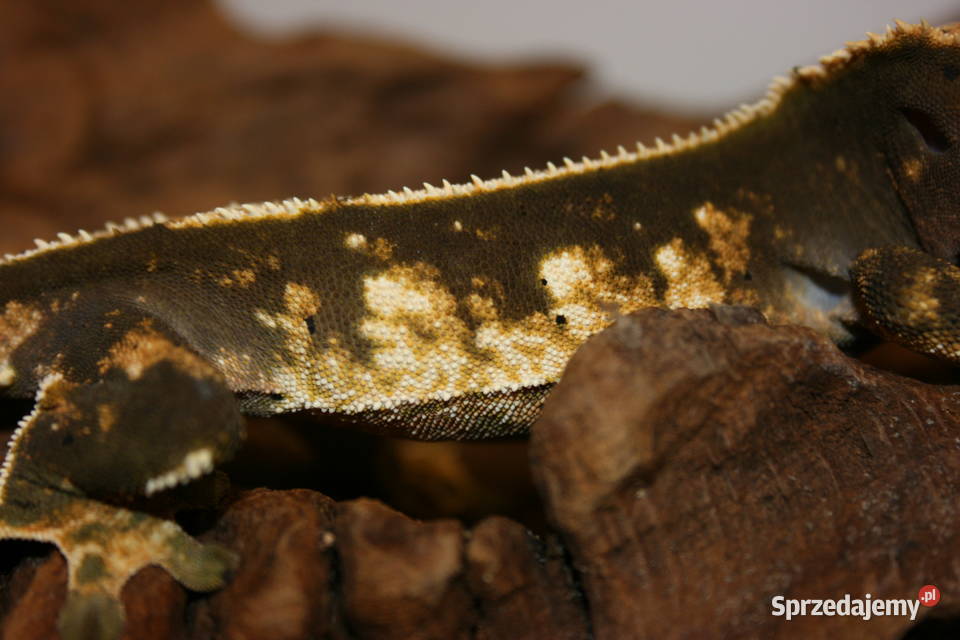 Gekon orzęsiony samica Gady i płazy Sosnowiec sprzedam