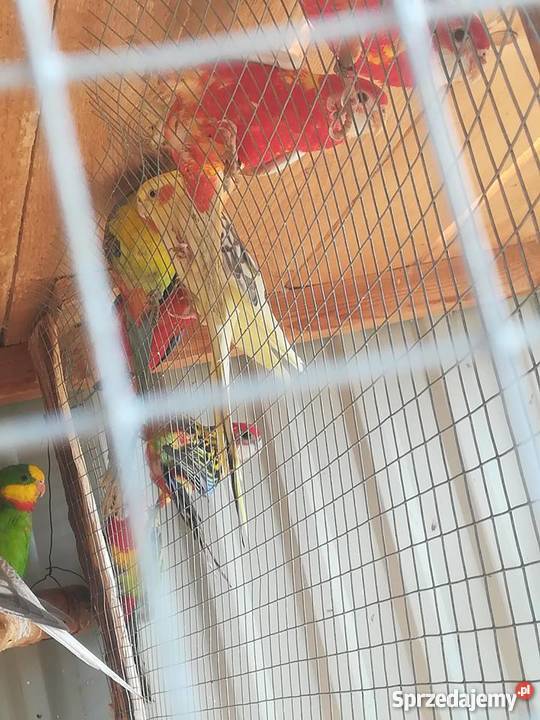 sprzedam rozelle białolice różne mutacje śląskie Wodzisław Śląski