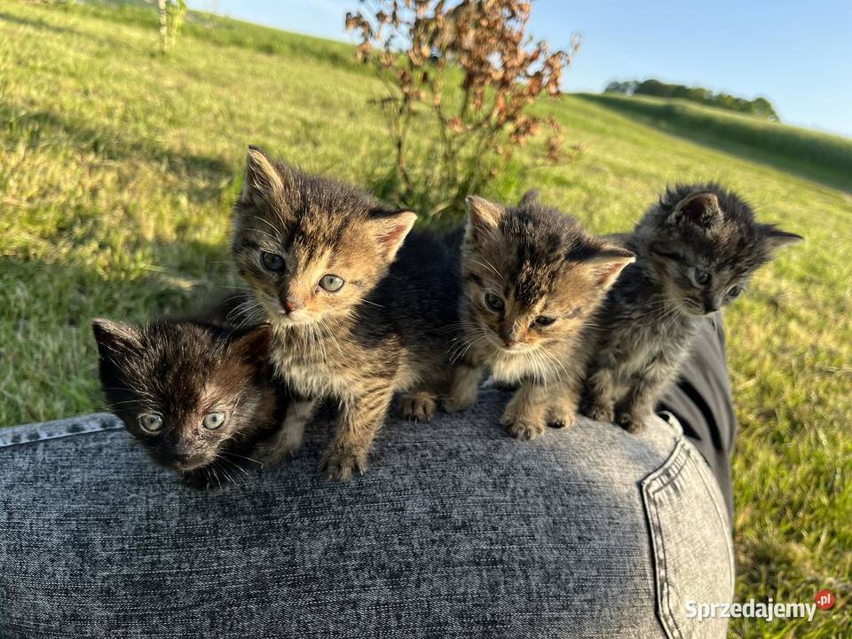 Oddam kotki w ręce Pilica