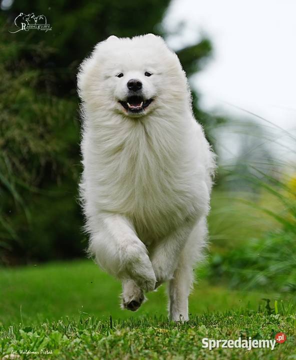 Samoyed rezerwacja szczeniąt ZKwP FCI Zmiana