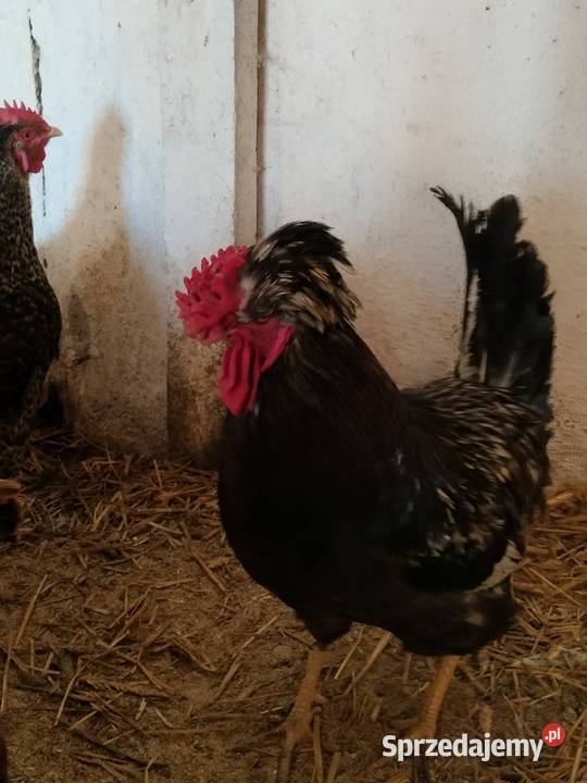 Sprzedam koguty ozdobne Rolnictwo pomorskie