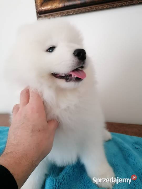 Szczeniaczek Samoyed ZKwP FCI Sosnowiec