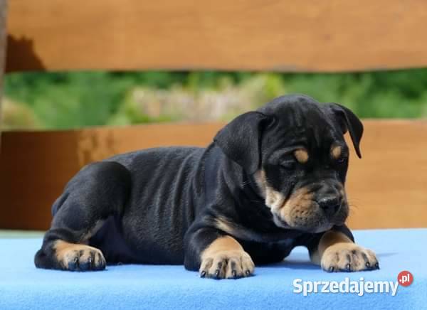 Ca de bou Dog z Majorki Słupia